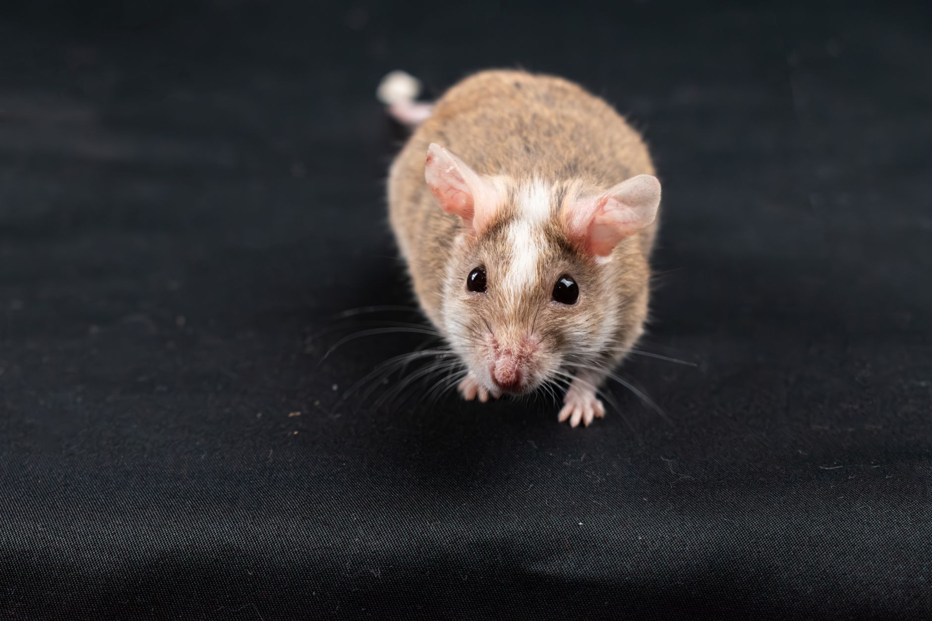 Mouse CD4 Nanobeads: Are They the Best Solution for Cell Selection?